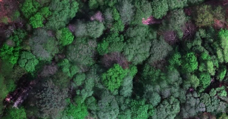 Floraciones de algas y pérdida de oxígeno en ecosistemas acuáticos